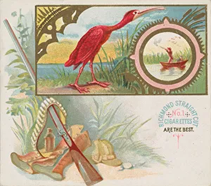 Scarlet Ibis, from the Game Birds series (N40) for Allen & Ginter Cigarettes, 1888-90 Scarlet Ibis, from the Game Birds series (N40) for Allen & Ginter Cigarettes, 1888-90