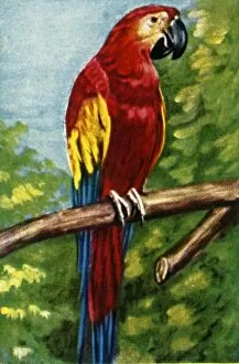 Scarlet Macaw Collection: Scarlet macaw, c1928. Creator: Unknown