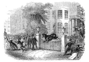Prints of Scene in Privy Gardens, Whitehall, on Sunday last, 27 April 1844....considerable alarm was occasioned in various parts of Westminster by the appearance of a cow Westminster Prints: Scene in Privy Gardens, Whitehall, 27 April 1844 Print