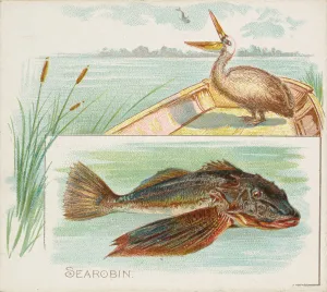 Searobin, from Fish from American Waters series (N39) for Allen & Ginter Cigarettes Searobin, from Fish from American Waters series (N39) for Allen & Ginter Cigarettes