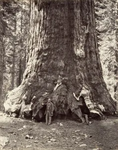 Section of the Grizzly Giant, 101 feet circumference, 1865-66, printed ca. 1876 Section of the Grizzly Giant, 101 feet circumference, 1865-66, printed ca. 1876