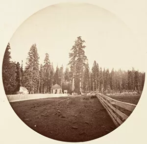 Sequoiadendron Giganteum Gallery: The Sentinels. C. Grove, ca. 1878. Creator: Carleton Emmons Watkins