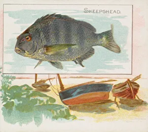 Sheepshead, from Fish from American Waters series (N39) for Allen & Ginter Cigarettes Sheepshead, from Fish from American Waters series (N39) for Allen & Ginter Cigarettes