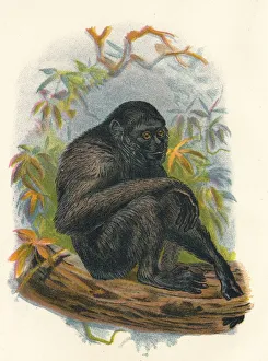 The Siamang Gibbon, 1897. Artist: Henry Ogg Forbes The Siamang Gibbon, 1897. Artist: Henry Ogg Forbes