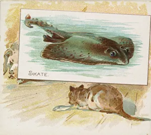 Skate, from Fish from American Waters series (N39) for Allen & Ginter Cigarettes Skate, from Fish from American Waters series (N39) for Allen & Ginter Cigarettes