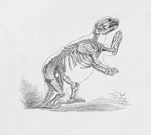 Skeleton of the Mylodon Darwinii, c1885, (1890). Artist: Robert Taylor Pritchett Skeleton of the Mylodon Darwinii, c1885, (1890). Artist: Robert Taylor Pritchett