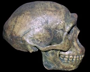 Skull of Peking man (reconstruction)