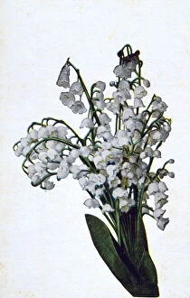 Images Dated 22nd January 2007: Snowdrop, French flower postcard, c1900