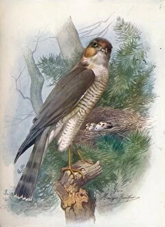 Sparrow-Hawk - Accip'iter ni'sus, c1910, (1910). Artist: George James Rankin