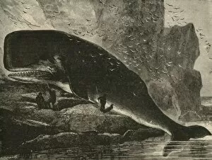 Scribner And Co Gallery: The Sperm-Whale, 1882. Creator: Unknown