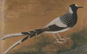 Spotted Forktail, Folio from the Shah Jahan Album, recto: ca. 1610-15; verso ca. 1540 Spotted Forktail, Folio from the Shah Jahan Album, recto: ca. 1610-15; verso ca. 1540