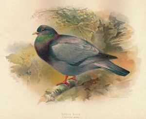 Stock Dove (Columba aenas), 1900, (1900). Artist: Charles Whymper Stock Dove (Columba aenas), 1900, (1900). Artist: Charles Whymper
