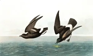 Least Stormy Petrel, Thalassidroma Pelagica, 1845 Least Stormy Petrel, Thalassidroma Pelagica, 1845