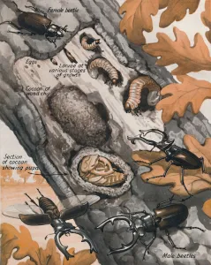 The Story of the Largest British Beetle, 1935 The Story of the Largest British Beetle, 1935