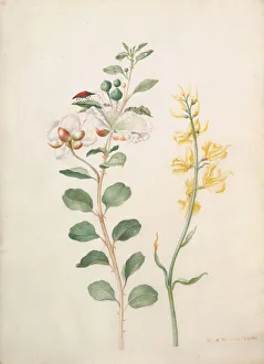 Study of Capers, Gorse, and a Beetle, 1693. Creator: Sybilla Merian Study of Capers, Gorse, and a Beetle, 1693. Creator: Sybilla Merian