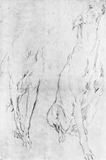 Study for the greyhound in the portrait of the Duke of Richmond, c1634 (1900) Study for the greyhound in the portrait of the Duke of Richmond, c1634 (1900)