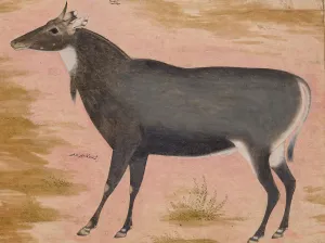 Study of a Nilgai (Blue Bull), Folio from the Shah Jahan Album, verso: ca. 1620; recto ca Study of a Nilgai (Blue Bull), Folio from the Shah Jahan Album, verso: ca. 1620; recto ca
