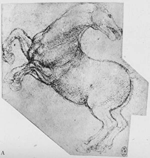 Leonardo Collection: Study of a Rearing Horse, c1480 (1945). Artist: Leonardo da Vinci