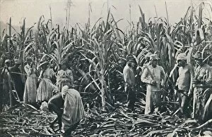 Cash Crop Gallery: A Sugar Cane Plantation, 1916. Artist: Valentine & Sons