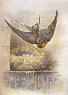 Barn Swallow Gallery: Swallow - Hirun do rus tica, c1910, (1910). Artist: George James Rankin