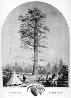 Images Dated 9th February 2008: A tall tree, California, USA, 19th century (1937).Artist: Britton & Rey