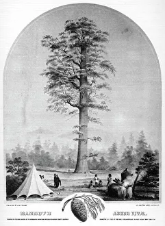 A tall tree, California, USA, 19th century (1937).Artist: Britton & Rey A tall tree, California, USA, 19th century (1937).Artist: Britton & Rey