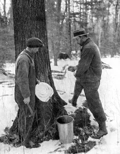 Tapping for maple syrup, Canada, 1936.Artist: Canadian Government Tapping for maple syrup, Canada, 1936.Artist: Canadian Government
