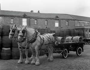 Tetley shire horses and dray, Joshua Tetley Brewery, Leeds, West Yorkshire, 1966 Tetley shire horses and dray, Joshua Tetley Brewery, Leeds, West Yorkshire, 1966
