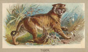 Tiger, from the Animals of the World series (T180), issued by Abdul Cigarettes, 1881 Tiger, from the Animals of the World series (T180), issued by Abdul Cigarettes, 1881