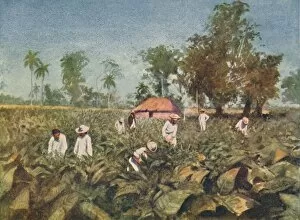 Cash Crop Gallery: Tobacco Plantation, Cuba, 1916. Artist: Claude Pratt