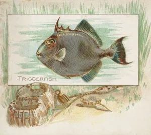 Triggerfish, from Fish from American Waters series (N39) for Allen & Triggerfish, from Fish from American Waters series (N39) for Allen &