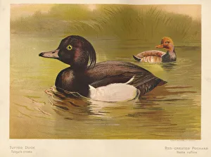 Tufted Duck (Fuligata cristata), Red-Crested Pochard (Netta rufina), 1900, (1900) Tufted Duck (Fuligata cristata), Red-Crested Pochard (Netta rufina), 1900, (1900)