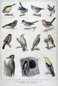 Bunting And American Sparrows Gallery: 