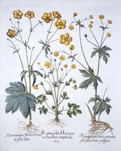Three Varieties of Buttercup, from Hortus Eystettensis, by Basil Besler (1561-1629), pub Three Varieties of Buttercup, from Hortus Eystettensis, by Basil Besler (1561-1629), pub