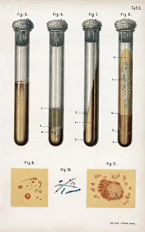 Various types of bacteria, 1889 Various types of bacteria, 1889