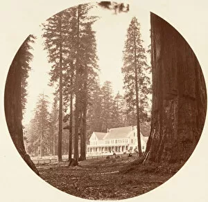 Wellingtonia Gallery: W. C. Bryant - Calaveras Grove, ca. 1878. Creator: Carleton Emmons Watkins