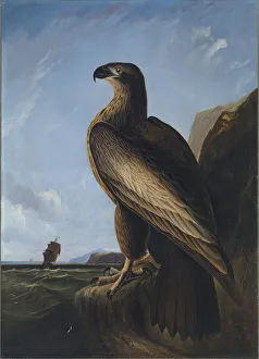 Washington Sea Eagle, ca. 1836-1839. Creator: John James Audubon Washington Sea Eagle, ca. 1836-1839. Creator: John James Audubon