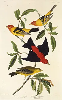 Western tanager. Scarlet tanager. From The Birds of America , 1827-1838 Western tanager. Scarlet tanager. From The Birds of America , 1827-1838