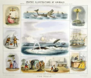 The Whale, c1850. Artist: Benjamin Waterhouse Hawkins The Whale, c1850. Artist: Benjamin Waterhouse Hawkins