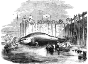 Whale captured in the Thames, Grays, Essex, 19th century Whale captured in the Thames, Grays, Essex, 19th century