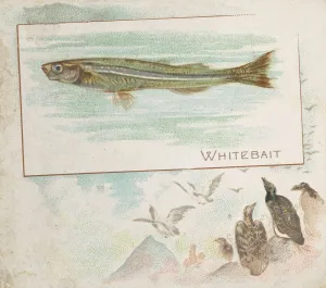 Whitebait, from Fish from American Waters series (N39) for Allen & Ginter Cigarettes Whitebait, from Fish from American Waters series (N39) for Allen & Ginter Cigarettes