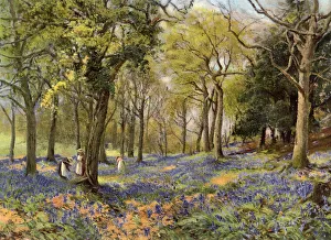 Wild Hyacinths in a Surrey Copse, 1906 Print