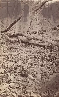Battle Of The Wilderness Gallery: The Wilderness Battlefield, near Spotsylvania, Virginia, 1865 (?). Creator: Unknown