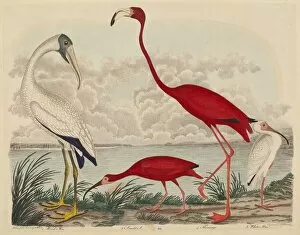 Wood Ibis, Scarlet Ibis, Flamingo, and White Ibis, published 1808-1814. Creator: John G