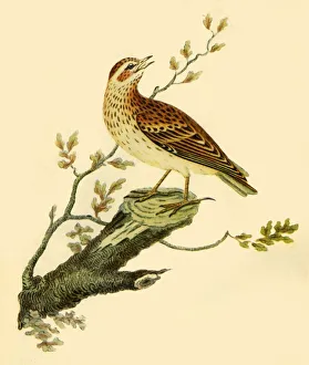 Woodlark, 1821, (1942). Creator: George Graves Woodlark, 1821, (1942). Creator: George Graves