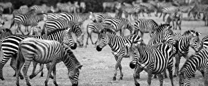 Letterbox Format Gallery: Zebra Herd. Creator: Viet Chu