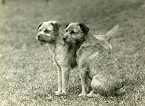 Images Dated 30th August 2018: Fall / Border Terrier / 1938