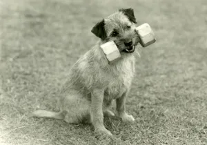 Fall/Border Terrier/1960 Fall/Border Terrier/1960