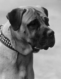 Fall/Bullmastiff/1935 Fall/Bullmastiff/1935