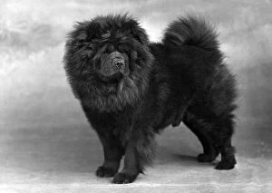 Images Dated 21st September 2018: Fall / Chow Chow / 1949